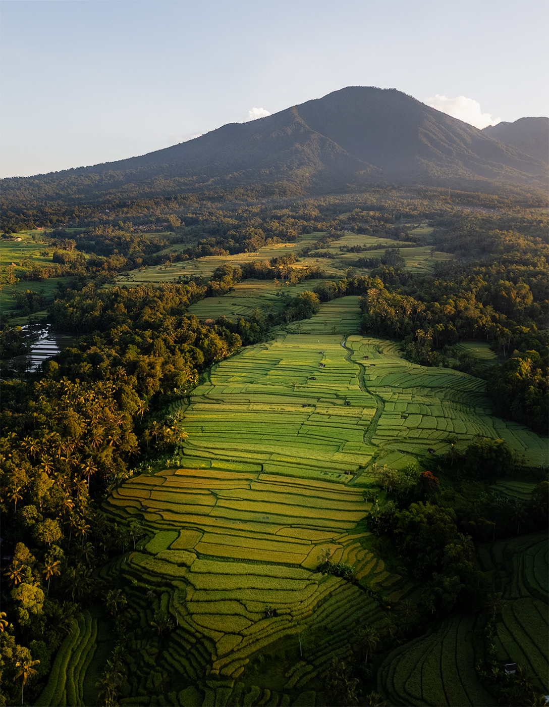 Aerial view of terraced rice fields in Bali glowing in late-afternoon light, with dense jungle and a tall volcanic mountain rising in the background