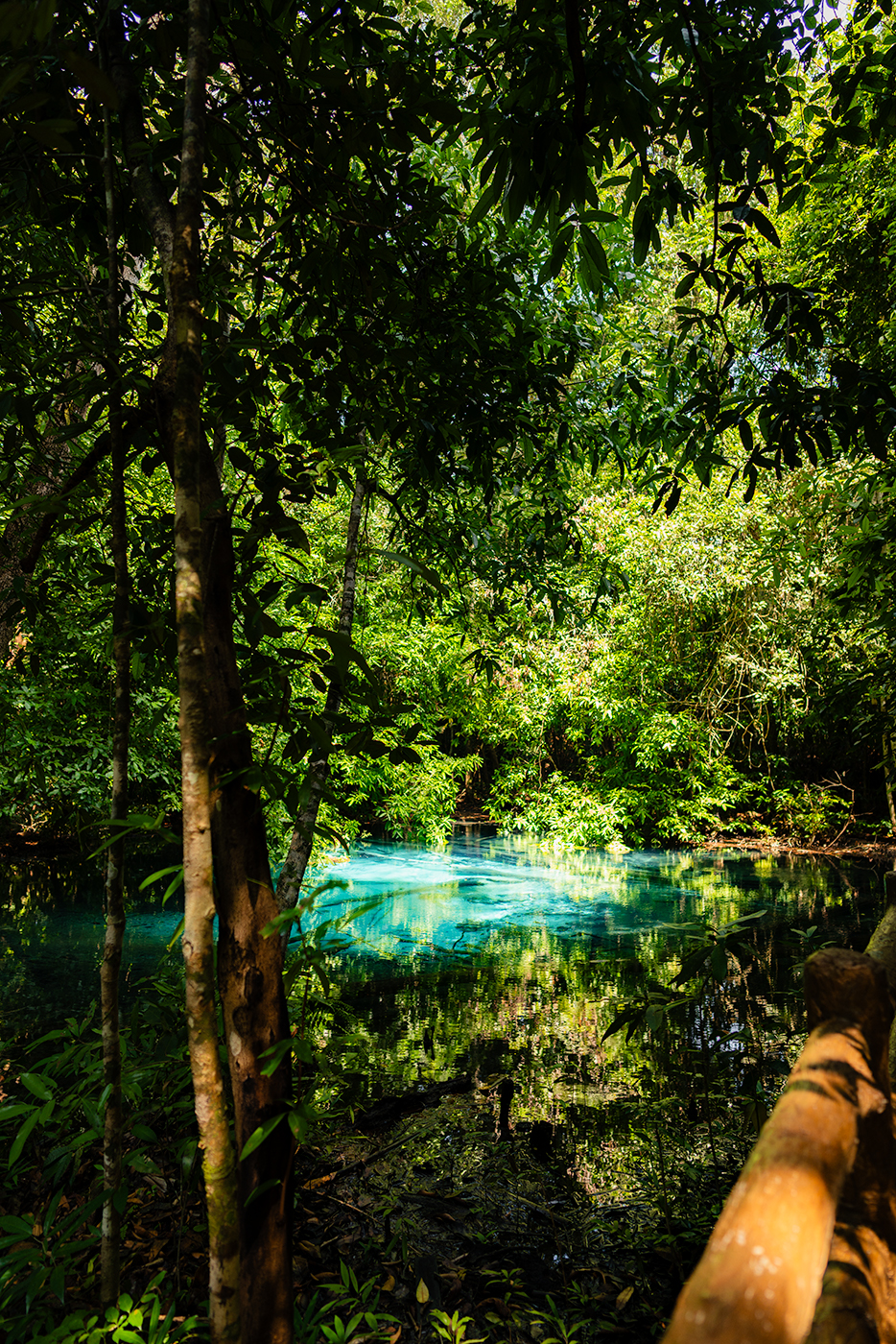 Emerald Pool in Krabi, Thailand, with vivid turquoise water shimmering through dense jungle foliage and tree trunks in the foreground.