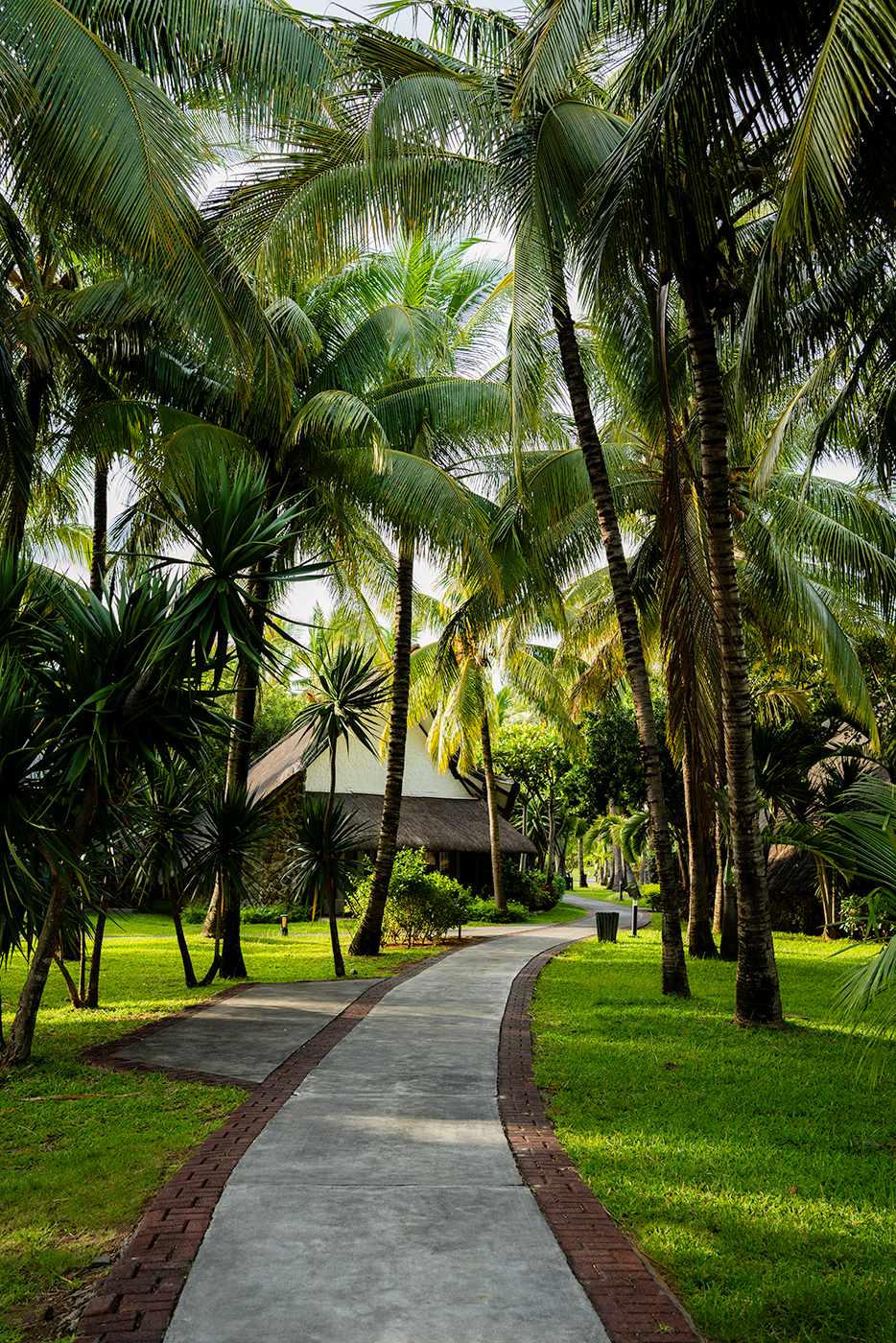 A gently curving concrete promenade edged in red brick winding through a sun-dappled grove of tall palms and tropical foliage toward a cluster of thatched-roof bungalows set on lush green lawns from la Pirogue Hotel in Mauritius