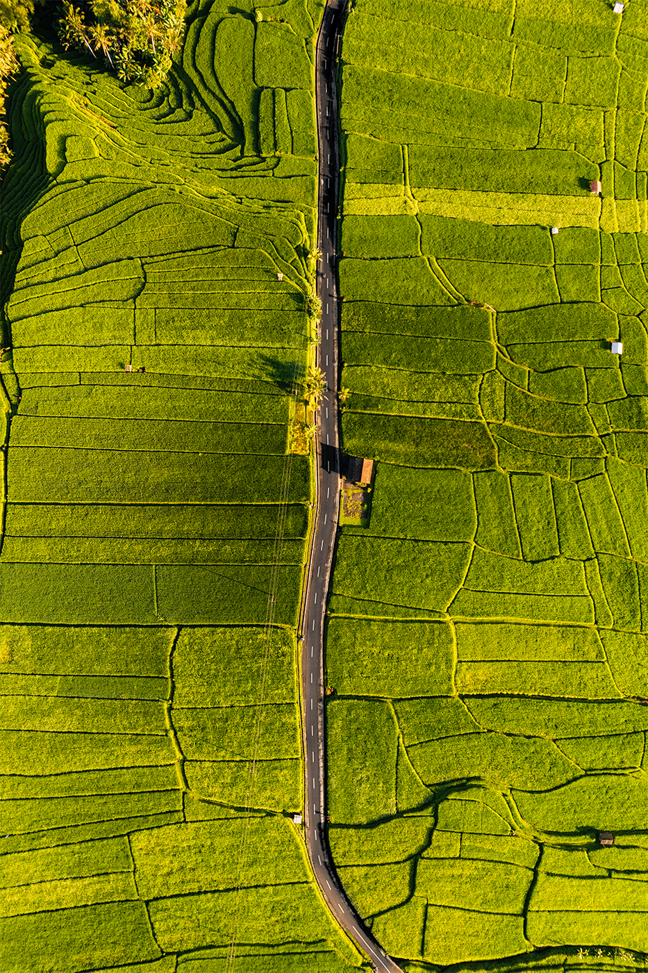 Aerial drone view of a single road cutting through bright green rice fields in Bali, forming organic geometric patterns on both sides.